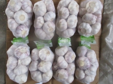 Fresh Normal White Garlic Size 5.0 Crop 2019
