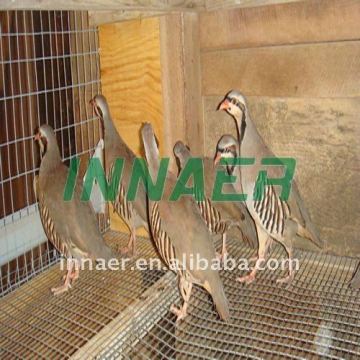 INNAER Poultry quail cages for quial farm