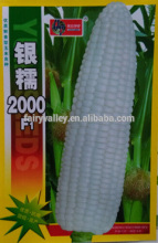 White Sweet Waxy Glutinous Corn Seeds Maize Seeds For Growing-Silver Glutinous 2000 F1