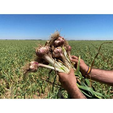 Heißer Verkauf frische Knoblauch-Tätigkeit Ihre Anforderungen