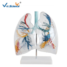 Model of the Transparent Lung Segment