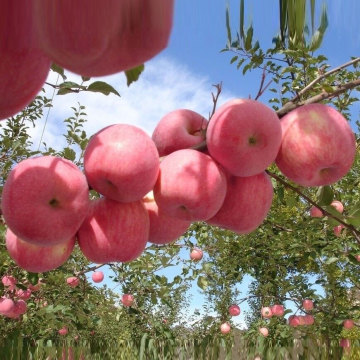 La stagione fresca ricca di selenio rosso Fuji