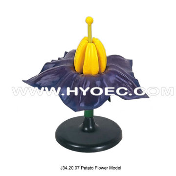 Patato Flower Model-J34.20.07