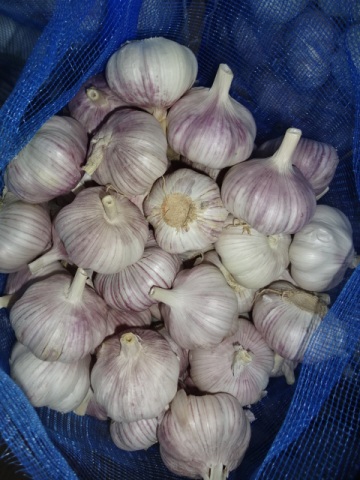 Fresh Garlic Loosing Packing