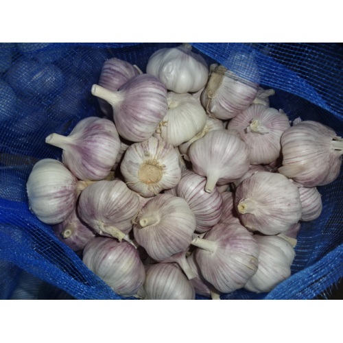 Fresh Garlic Loosing Packing