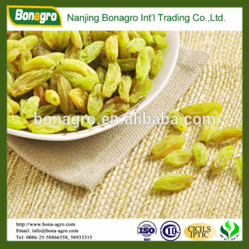 Chinese Dried raisin green raisin good quality