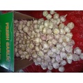 Hot Sale Normal Fresh Garlic