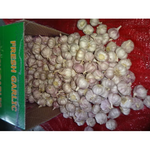 Hot Sale Normal Fresh Garlic