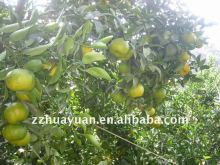 Fresh Mandarin orange(kino)