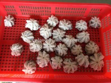 whole cleaned frozen baby octopus