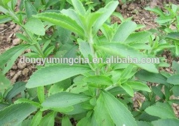 High Quality Stevia Extract Powder plant extract