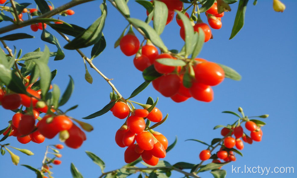 동결 건조 goji 장과