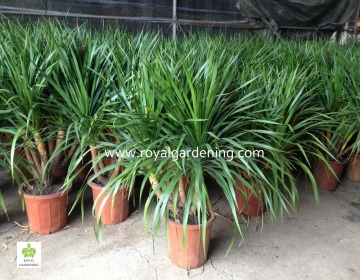 Dracaena draco indoor plants Ornamental Plants