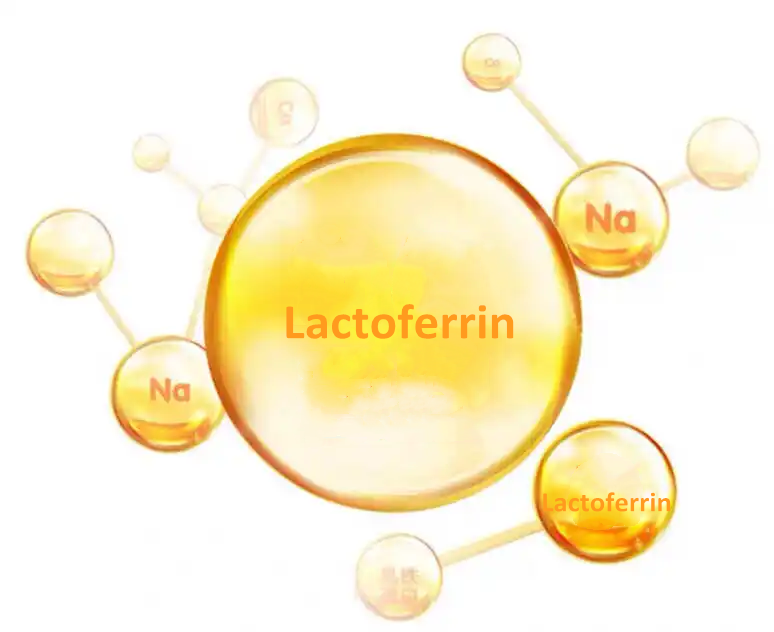 Lactoferrin