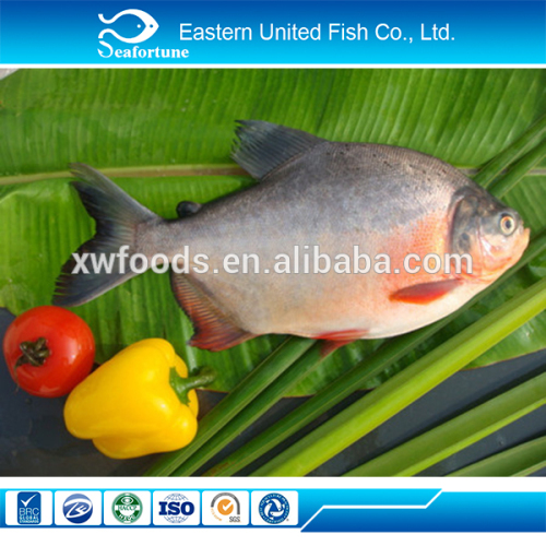 wild export pacu fish on sale