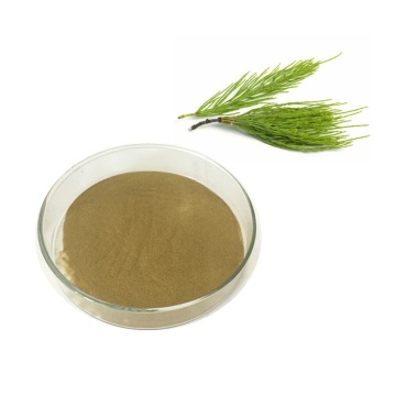 Longze Direct Provide Horsetail Extract Equisetum arvense