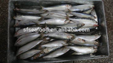 name of fish sardine
