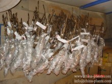 peony bulbs herbaceous peony plants roots from nursery