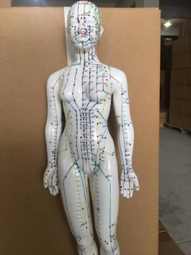 MALE ACUPUNCTURE MODEL