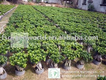 Ficus microcarpa small Gingseng bonsai