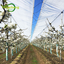 150g transparent white poly cherry tree rain film