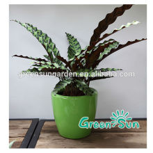 Home decoration plastic plant nursery pot,flower plant nursery,indoor plant nursery