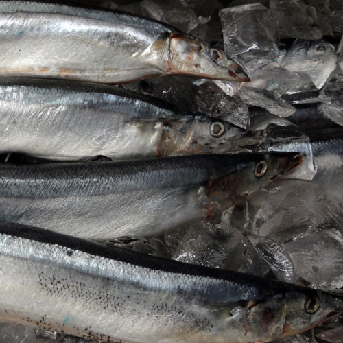 Canned Fish Saury In Oil