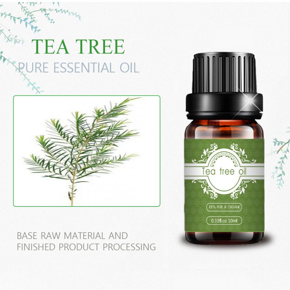 Nuevo stock fresco de té australiano Aceite esencial