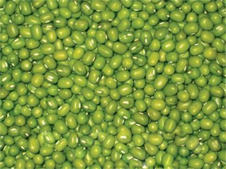 Multi-function hydroponic growing systems greenhouse