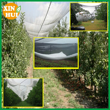 Cheap hdpe hail protection Tree Nets to protect fruit