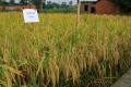 Alle natuurlijke laag geprijsde rijstvakjeszaden