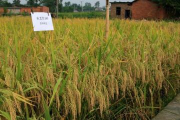 All Natural Low priced Rice paddy seeds