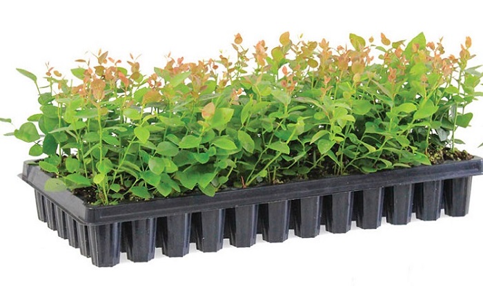 21 Holes PP Rice Seedling Tray