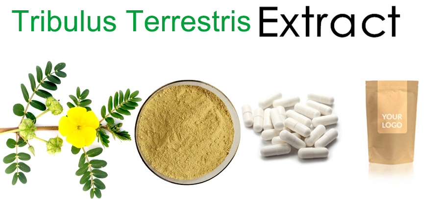 Tribulus Terrestris Extract