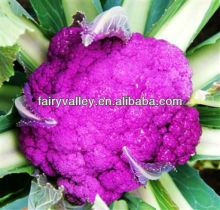 High Yield Chinese F1 Hybrid Purple Broccoli Seeds