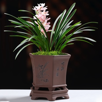 Pote de orquídea de dendrobium chinês de 8 polegadas