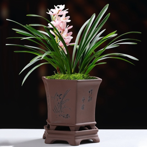 Pote de orquídea de Dendrobium chino de 8 pulgadas