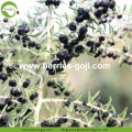 Factory Prijs Fruit Nutrition Wild Black Wolfberry