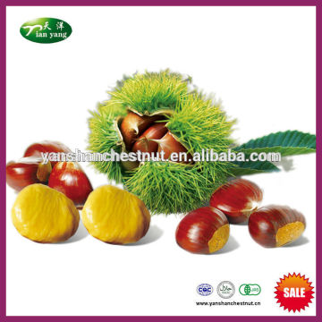 2015 New Crop Yanshan Raw Fresh Chestnut Nuts