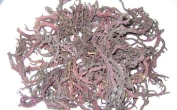 Eucheuma Cottonii seaweed