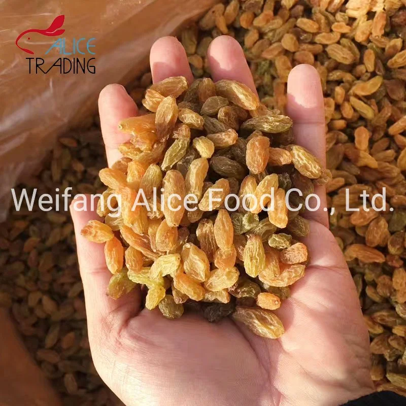 Good Price Natural Drying Good Price Yellow Raisin Golden Raisin