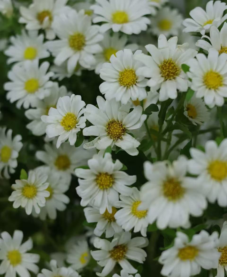 মিনি স্প্রে সাদা ক্রাইস্যান্থেমাম Mini Spray white chrysanthemum