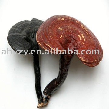 Ganoderma lucidum