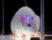 Laser Optogenenics Laser Optogenenics