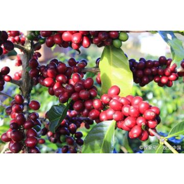 Arabica Dondurularak Kurutulmuş Hazır Kahve