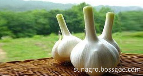 Common white garlic