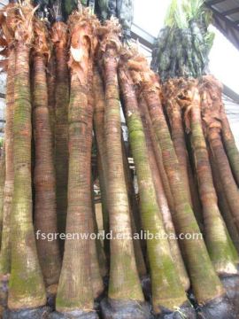 livistona chinensis palm trunk height 3m