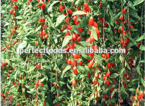 Red color Chinese dried goji berry supplier