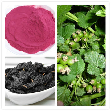 SD Instant Blackcurrant Juice Powder