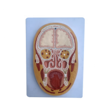 DARHMMY Medical Science Anatomy Model: Frontal Section of the Head and Brain